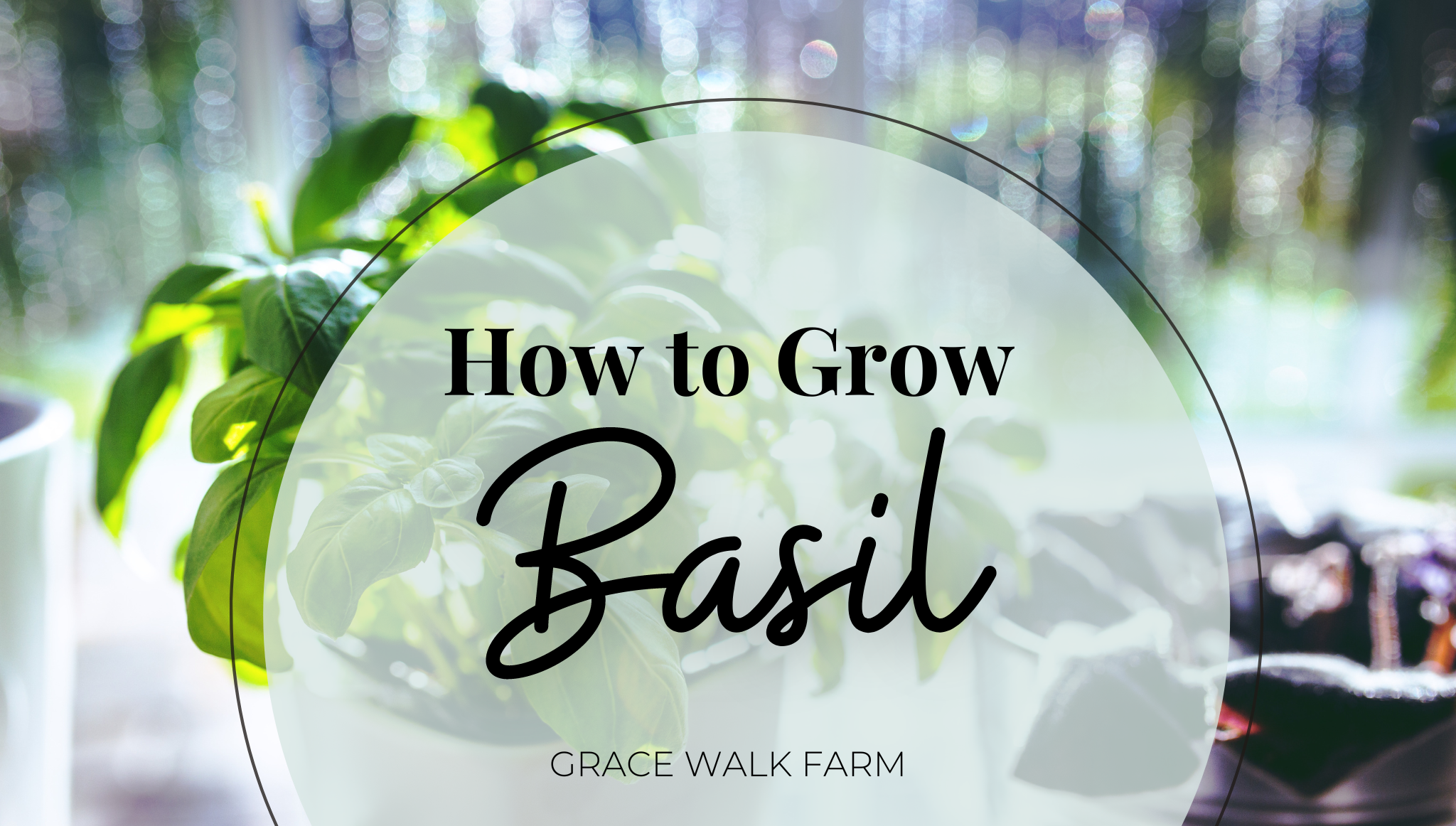 How to Grow Basil