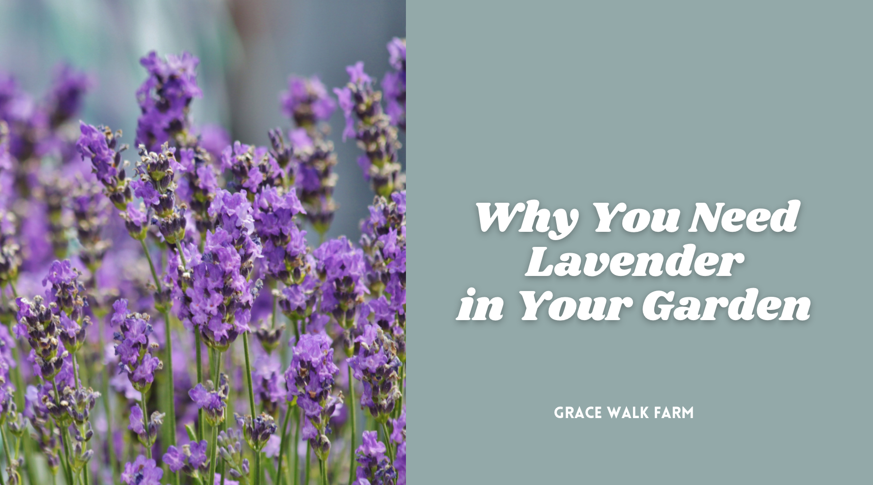 Why You Need Lavender in Your Garden