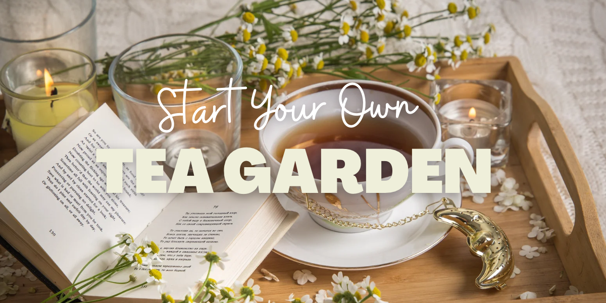 How to Create a Tea Garden: A Beginner's Guide to Growing Herbs for Tea