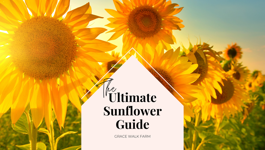 Growing Sunflowers - The Ultimate Sunflower Guide