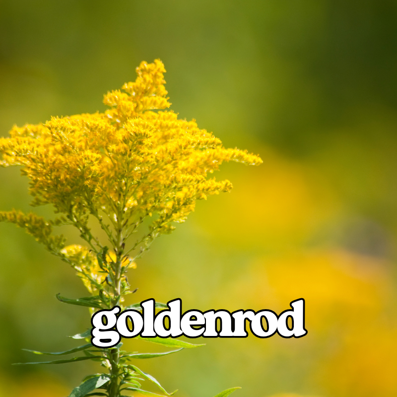 Goldenrod